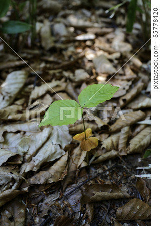 Beech sprout Beech sprout 85778420