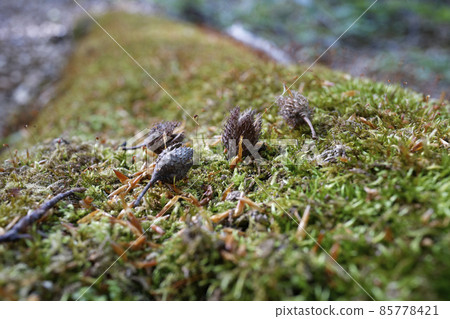 落在倒下的樹上的山毛櫸種子 85778421