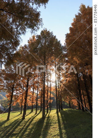 Autumn park Autumn park 85778446
