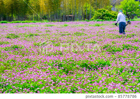A person mowing in a lotus field 85778786