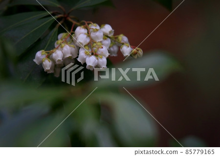 Caterpillar tree Caterpillar tree 85779165