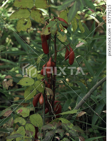 Mycotroph Cyrtosia septent Mycotroph Cyrtosia septent 85779215