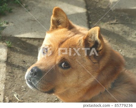 A dog looking back and looking at this A dog looking back and looking at this 85779236
