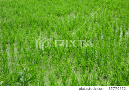 A lush rural landscape healed by the familiar urban life 85779352