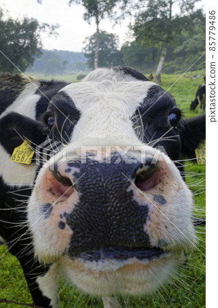 Cow's face up Cow's face up 85779486