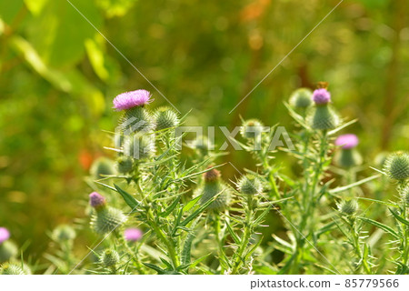 Roadside thistle flowers and buds Photo material Roadside thistle flowers and buds Photo material 85779566