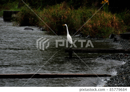 Shirasagi aiming for fish from the bridge board in the Sugawara village of Lake Biwa 85779684