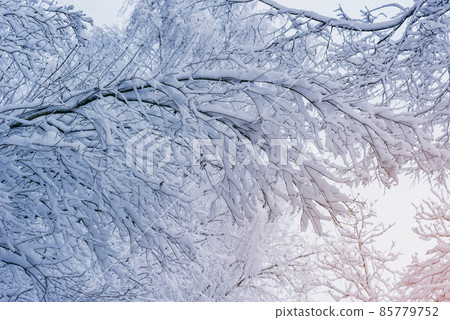 Tree birch trunks and branches under the snow. 85779752