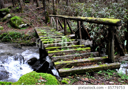 一之瀨溪谷的木橋 85779753
