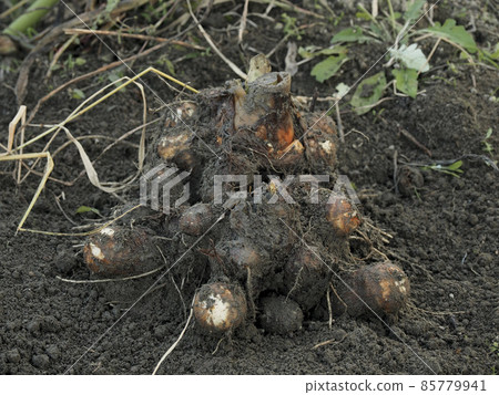 Tawaramoto Town, Nara Prefecture Ajima Imo 85779941