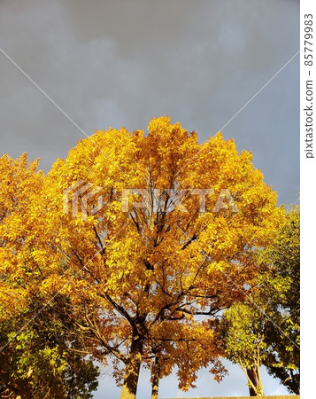 秋天的樹葉 85779983