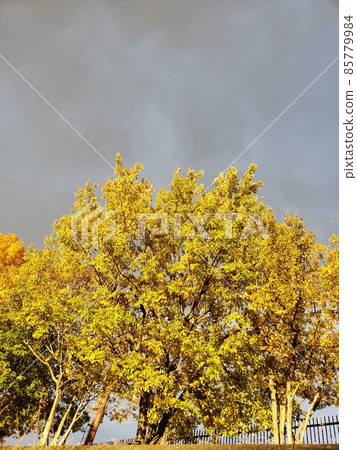 秋天的樹葉 85779984