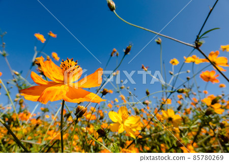 yellow cosmos flowers 85780269