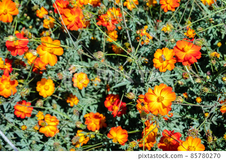 yellow cosmos flowers yellow cosmos flowers 85780270
