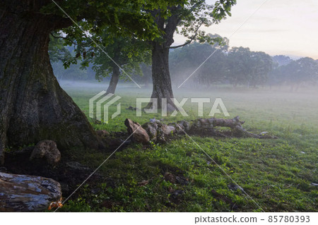 Morning on the flat plateau of Kaya 85780393