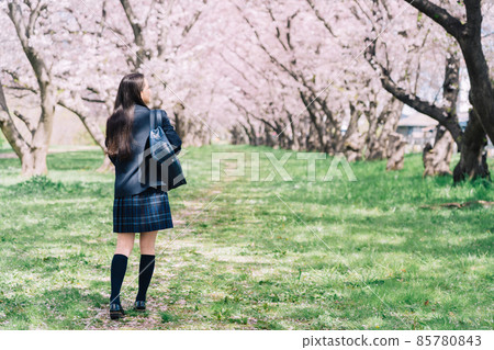 走在一排櫻花樹下的高中生(高中女生)的背影 走在一排櫻花樹下的高中生(高中女生)的背影 85780843