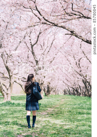 走在一排櫻花樹下的高中生（高中女生）的背影 85780845