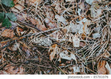 spruce cone with brown leaves lies on the ground in the forest close-up 85781076