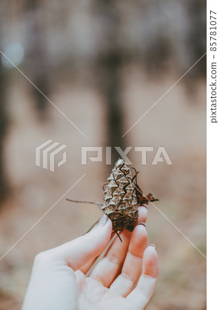 fir cone in hands close-up, blurred background 85781077
