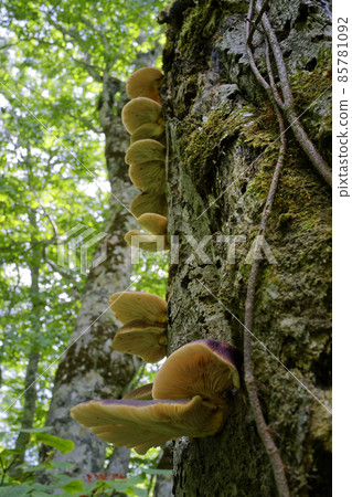 Omphalotus japonicum on beech Omphalotus japonicum on beech 85781092