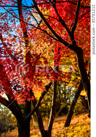 11月24日,日本寶塚市山手大北公園秋葉季節,美麗的秋葉 11月24日,日本寶塚市山手大北公園秋葉季節,美麗的秋葉 85781212