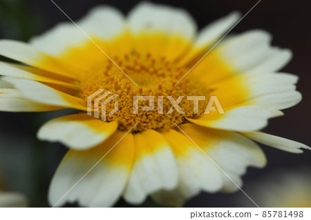 Flowers of Haruhiko Flowers of Haruhiko 85781498