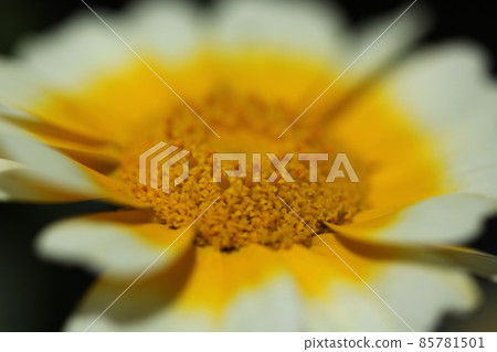 Flowers of Haruhiko Flowers of Haruhiko 85781501