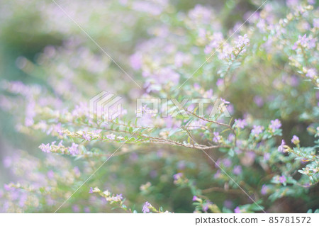 微光花場老鏡頭 微光花場老鏡頭 85781572