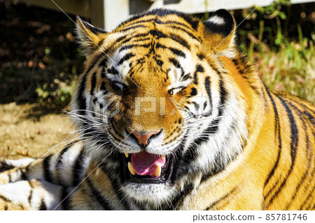 老虎肖像 85781746