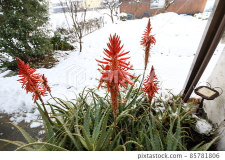 Aloe flowers on a snowy day 85781806