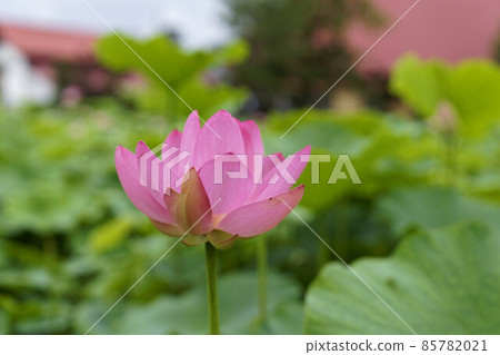 Inoizumi的蓮花 Inoizumi的蓮花 85782021