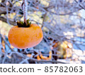 Persimmon on a cold morning 85782063