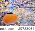 Persimmon tree on a sunny day in early winter 85782064