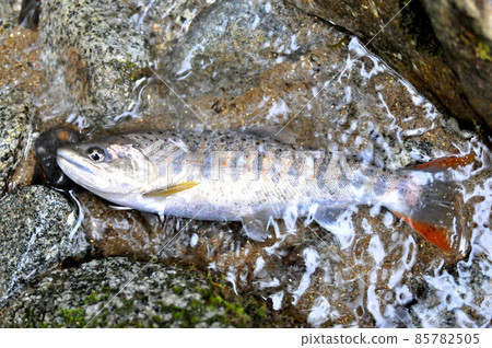Amago caught in the Ichinose Valley 85782505