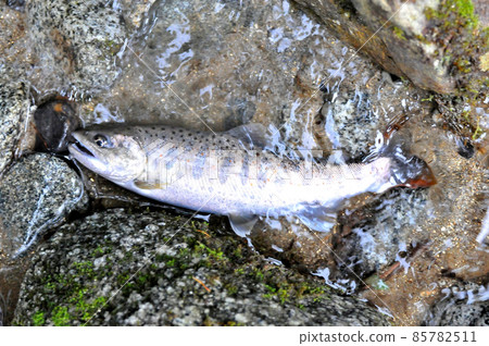 Amago caught in the Ichinose Valley 85782511