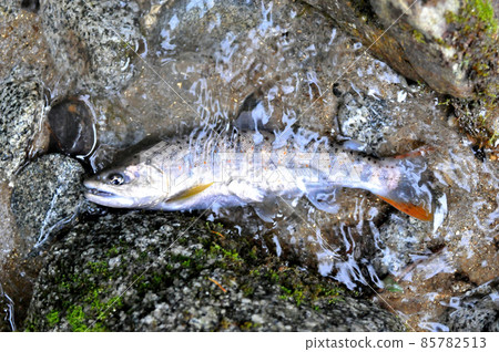 Amago caught in the Ichinose Valley 85782513