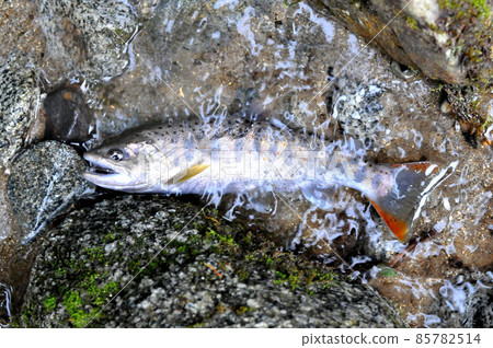 在一之瀨溪谷捕獲的天馬 在一之瀨溪谷捕獲的天馬 85782514