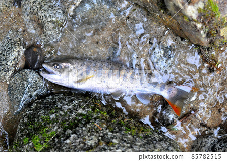 Amago caught in the Ichinose Valley 85782515