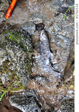 Amago caught in the Ichinose Valley 85782518