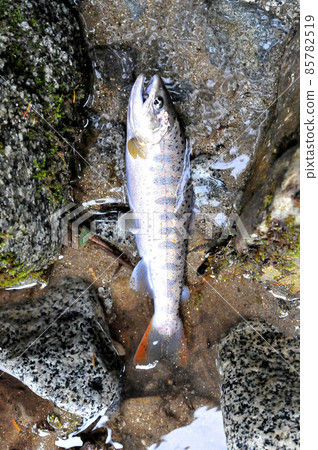Amago caught in the Ichinose Valley 85782519