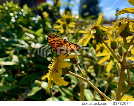 The Butterfly, which seems to be a male Indian Fritillary (black spots in orange) The Butterfly, which seems to be a male Indian Fritillary (black spots in orange) 85782674
