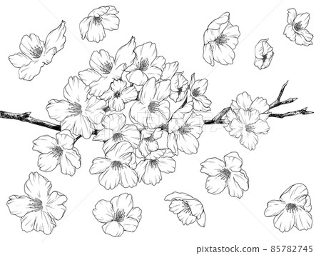 Cherry line drawing - Stock Illustration [85782745] - PIXTA