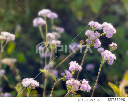 Flower purple or violet color in garden Flower purple or violet color in garden 85782998