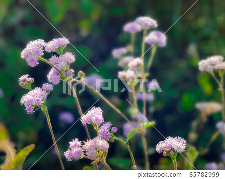 Flower purple or violet color in garden Flower purple or violet color in garden 85782999