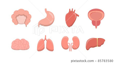 Human organs icons collection, vector flat anatomical diagrams, neurovascular digestive system and internal organs and reproduction, design elements for medical biology education 85783580