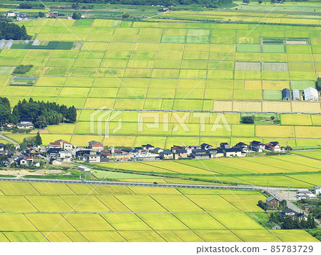 Rice cultivated in plants 85783729