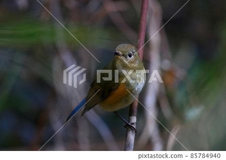 Ruribitaki Ruribitaki 85784940