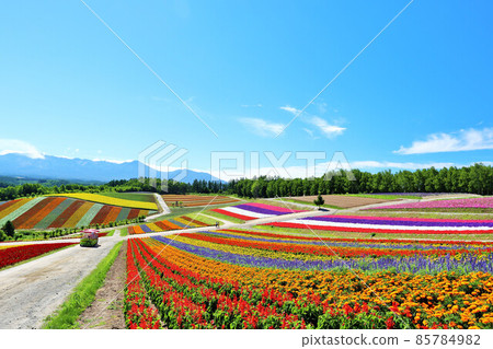 北海道夏日藍天 美麗四季彩之丘 85784982