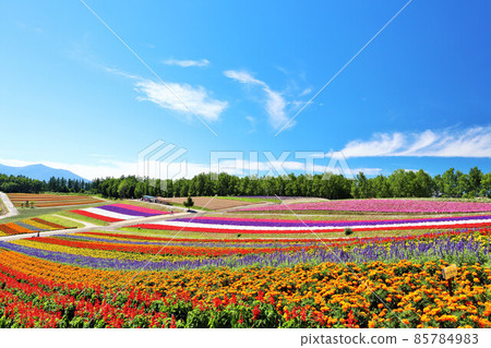 北海道夏日藍天 美麗四季彩之丘 北海道夏日藍天 美麗四季彩之丘 85784983