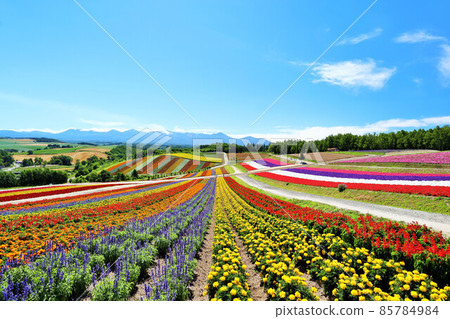 北海道夏日藍天 美麗四季彩之丘 85784984